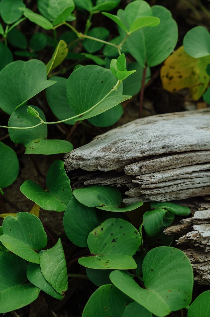 Превью Sri Lanka 2022